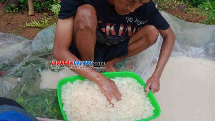 Harga kolang-kaling di Pangandaran