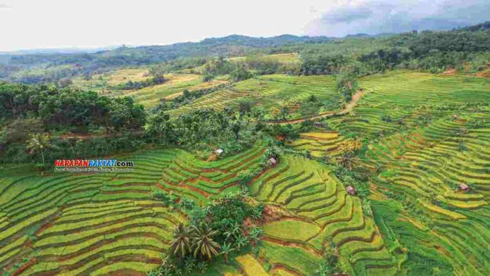 Pemkab Pangandaran akan Pertahankan Sawah Tidak Beralih Fungsi