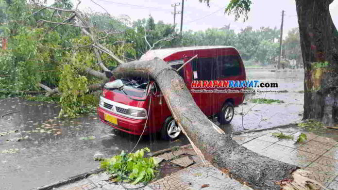 Pohon Tumbang Timpa Mobil Angkutan Umum di Kota Banjar