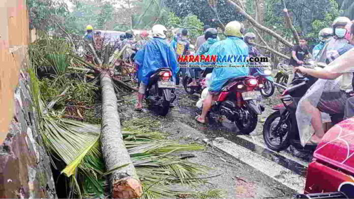 Pohon Tumbang di Kota Tasikmalaya Timpa Mobil Hingga Penyok