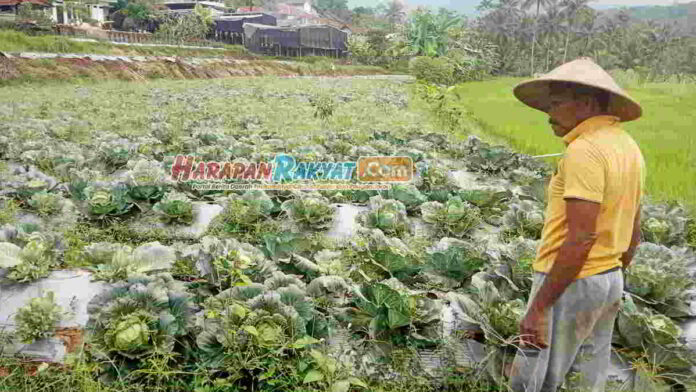 Petani Kubis di Desa Ciakar Ciamsi Sumringah