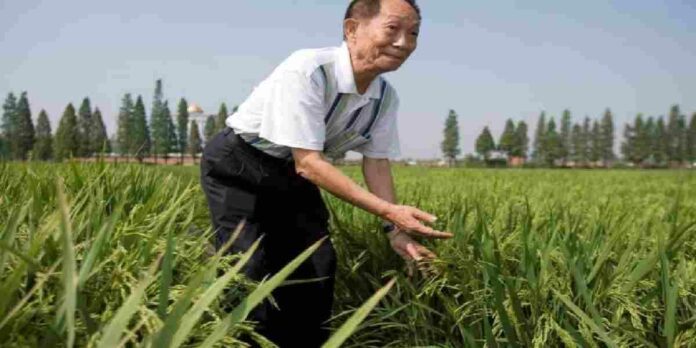 Bapak Padi Hybrida Yuan Longping Tutup Usia