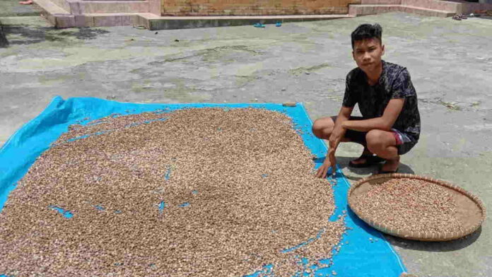 8 Ton Kapulaga dari Pangandaran Dikirim ke Belanda