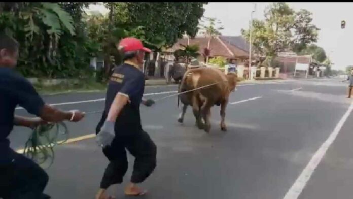 Sapi kurban ngamuk