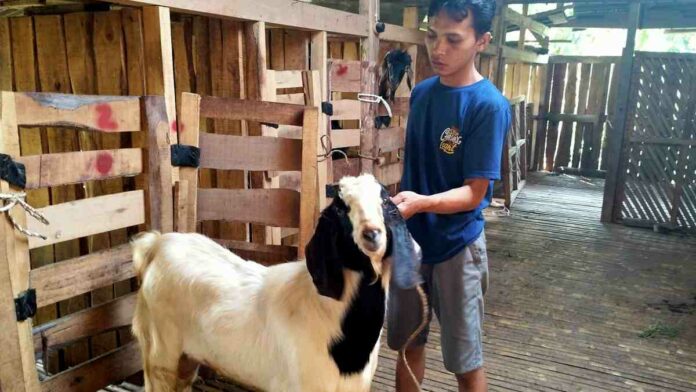 Pegusaha kambing di Kota Banjar