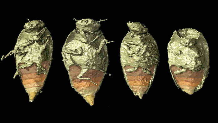 Spesies Triamyxa Coprolithica, Kerabat Dinosaurus 230 Juta Tahun Silam