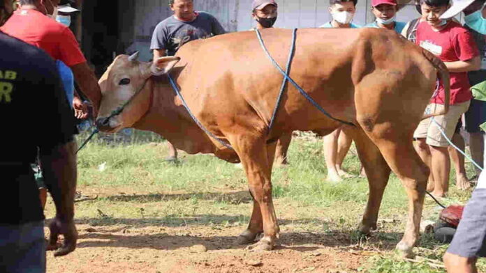 Tata Cara Menyembelih Hewan Qurban