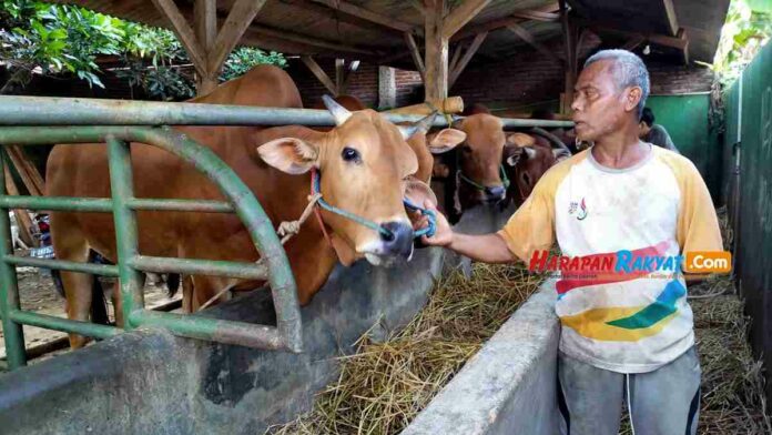 penjualan sapi