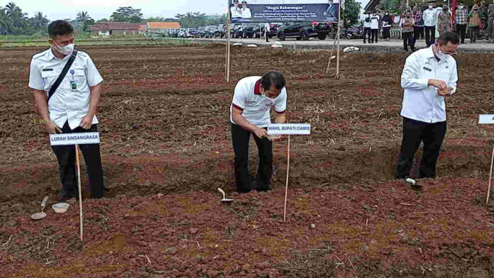 Aset Pemkab Ciamis Jadi Lahan Tanam Jagung Kristal