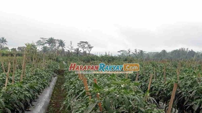 Biaya Perawatan Tinggi Petani Cabai di Kawali Ciamis Terancam Merugi