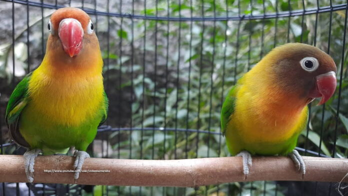 Burung Kecil yang Mudah Diternak