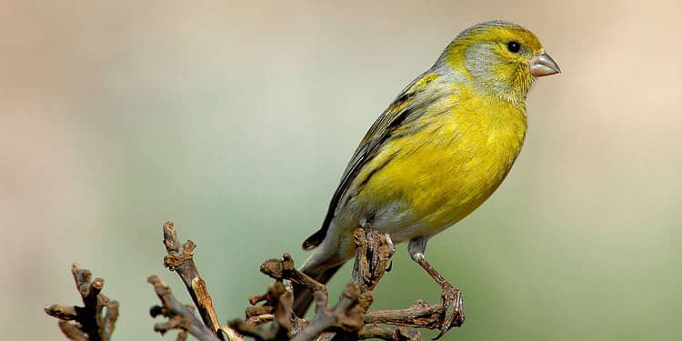 Burung Kecil yang Mudah Diternak