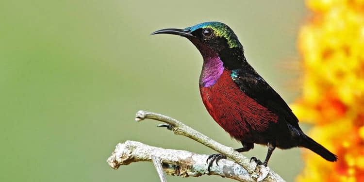 Burung Kecil yang Mudah Diternak