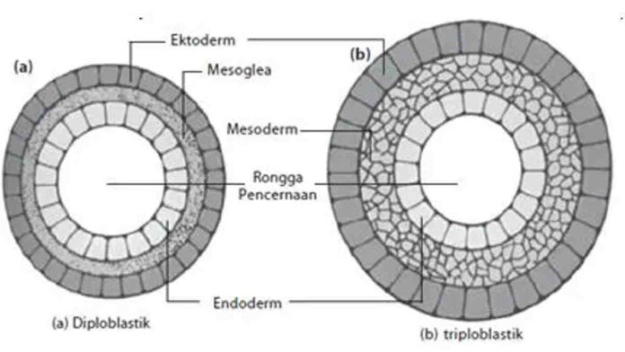 Lapisan Tubuh Porifera