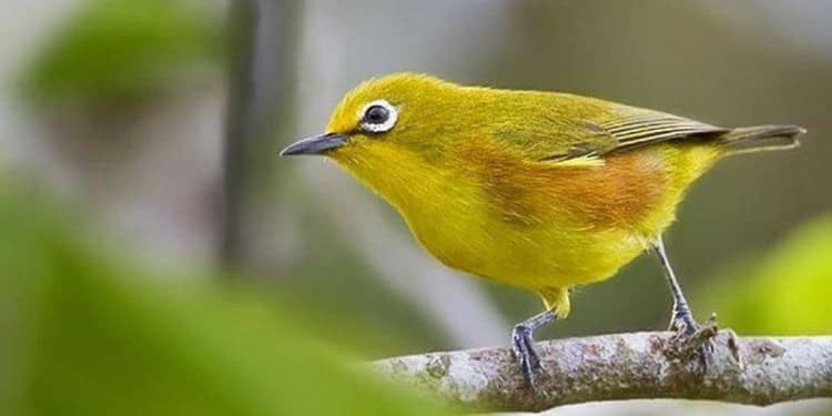 Burung Kecil yang Mudah Diternak