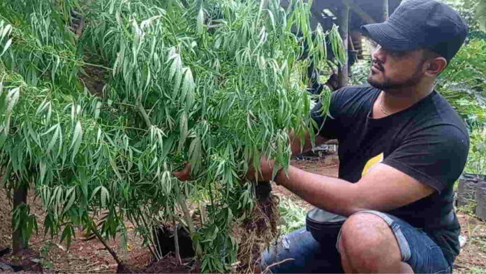 Duh, Warga Tasikmalaya Tanam Ganja di Kebun Cabe