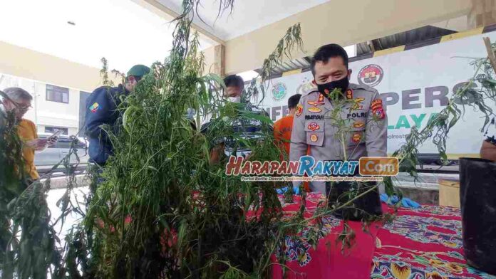 Polisi Tetapkan Pemilik Ladang Ganja di Tasikmalaya Jadi Tersangka