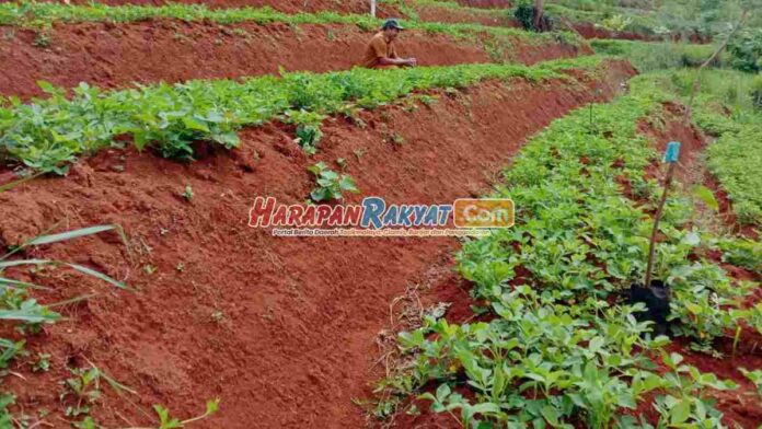 Petani di Purwasari Ciamis Budidaya Kacang Tanah di Lahan Tadah Hujan