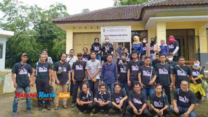 Lestarikan Ayam Khas Ciamis, Yayasan Ini Bakal Gelar Silat Ayam Sentul