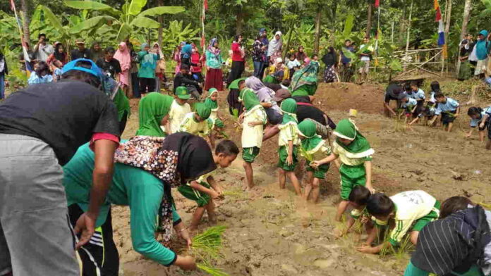 Pemdes Sindangrasa Ciamis Edukasi Anak Paud Cara Tanam Padi