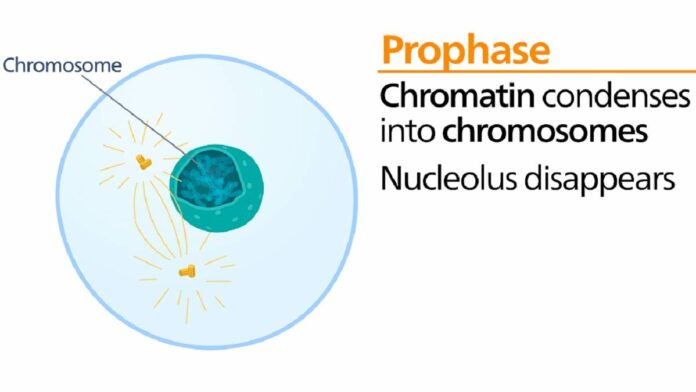 Tahapan Pembelahan Profase, Paling Awal pada Pembelahan Mitosis