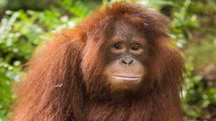 Video Viral Orangutan yang Turun ke Jalan Raya, Ini Kata BKSDA Kaltim!