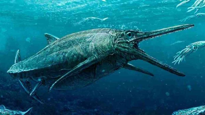 Fosil Reptil Laut Ichthyosaurus Berusia 160 Tahun Direknostruksi