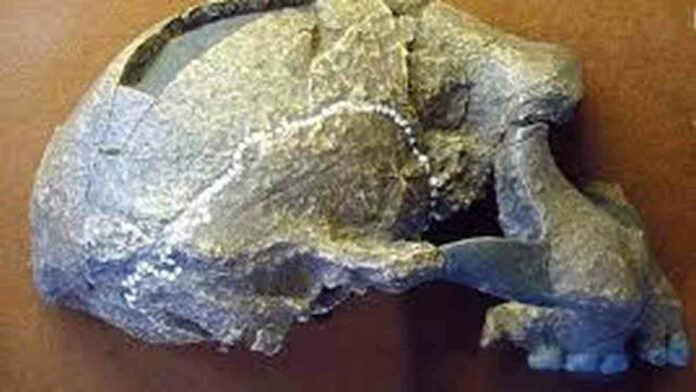 Sejarah Meganthropus Paleojavanicus, Manusia Purba Tertua di Indonesia