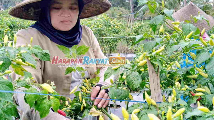 Bermitra Dengan Indofood, Petani Cabai Pangandaran Makin Antusias