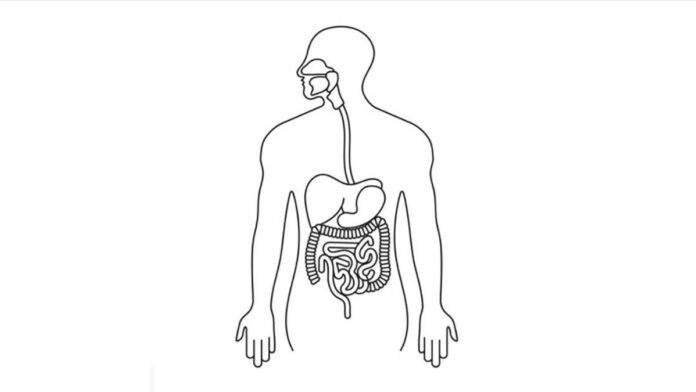 Fungsi Organ Pencernaan dari Mulut Hingga Anus, Simak di Sini!