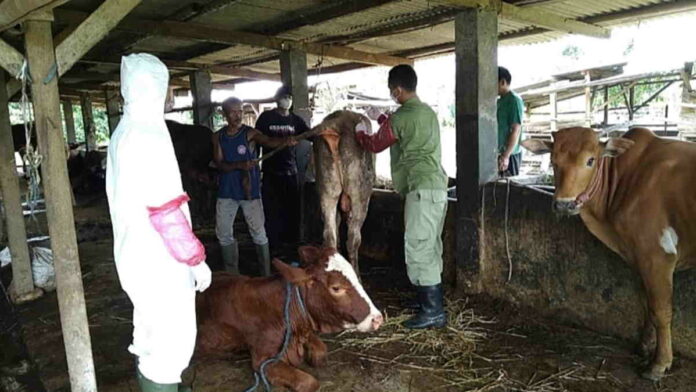 Idul Adha di Tengah Wabah PMK, Begini Kata MUI Kota Banjar Soal Kurban