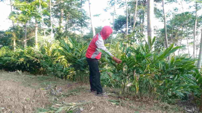 Perawatan Tanaman Kapulaga Ala Poktan Situhiyang Pangandaran Agar Buahnya Bagus