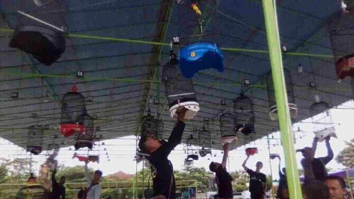Kontes Burung Piala Bupati