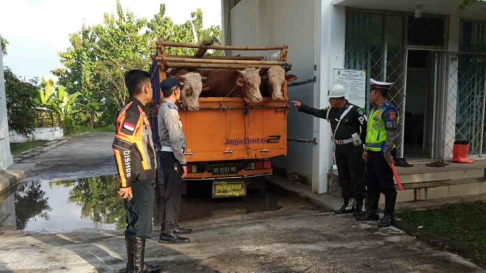 Jelang Idul Adha, Lalu Lintas Hewan Ternak di Cek Poin Kota Banjar Meningkat