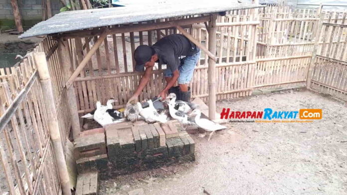 Peternak Entok Hias di Kota Banjar