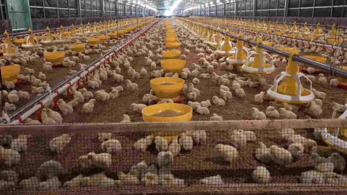 Saham Emiten Poultry Mengalami Prospek Baik di Tahun 2022