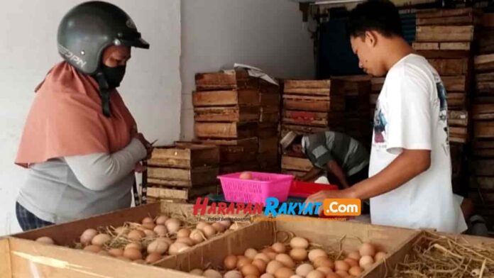 Harga Telur