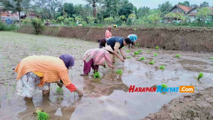 Tanam Padi Serentak