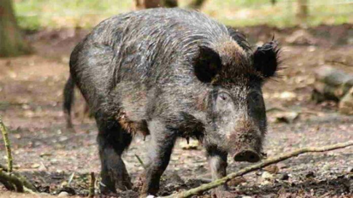 Babi Hutan Perusak Tanaman