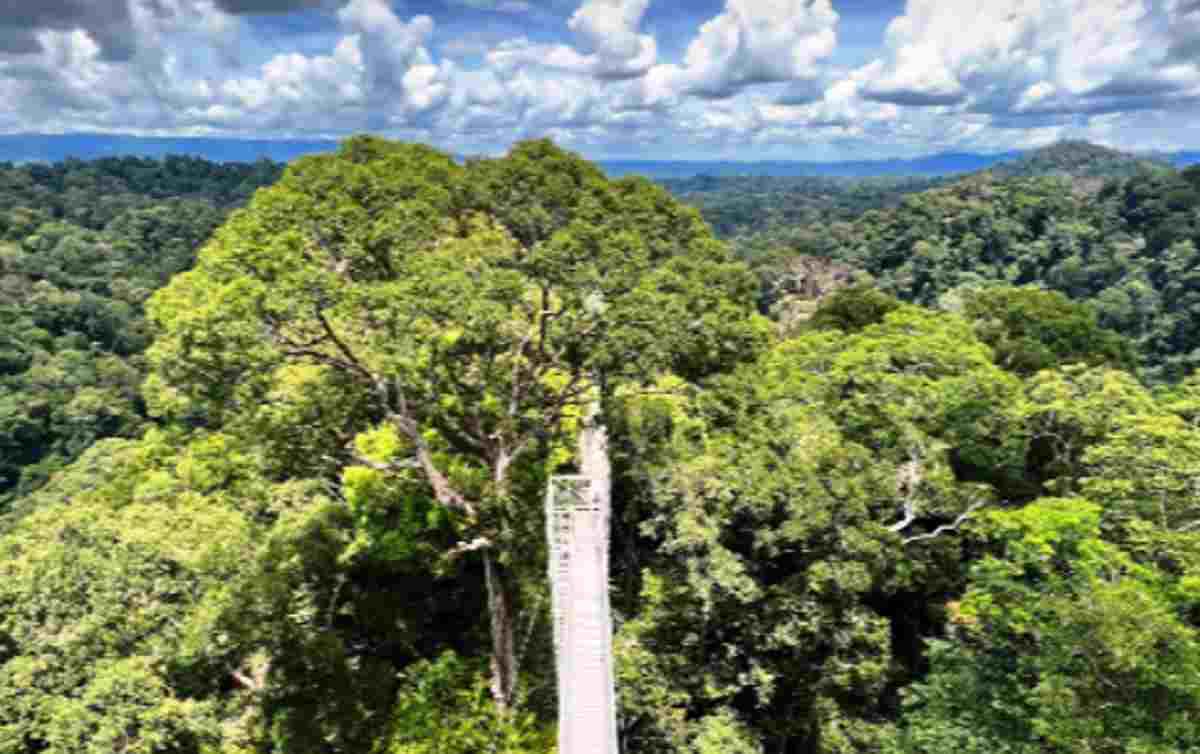 Objek Wisata Taman Nasional Ulu Temburong Brunei Darussalam