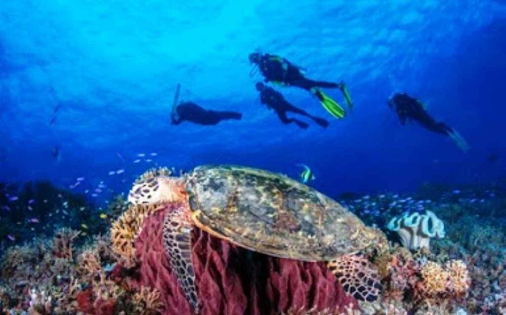 Objek Wisata Tubbataha Reef Filipina