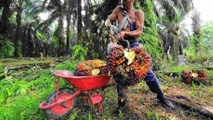 Rekomendasi Saham Triputra Agro Disaat Harga CPO Turun