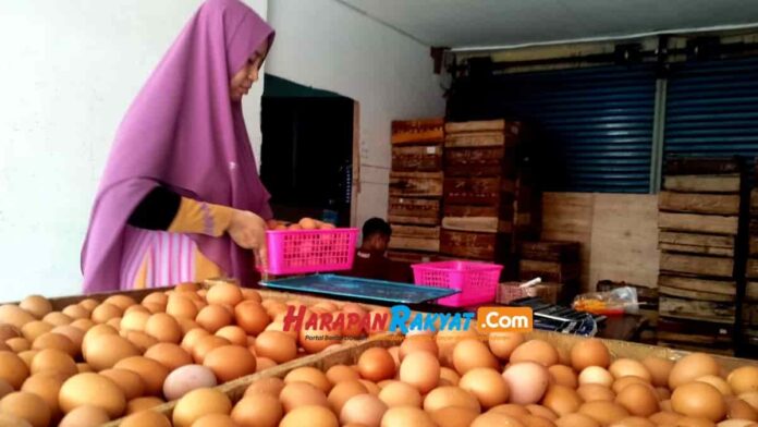 Harga Telur Melambung