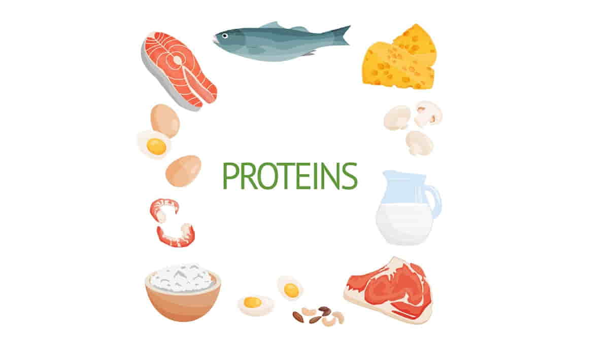 Struktur Protein Primer Dan Contohnya Cari Tahu Di Sini