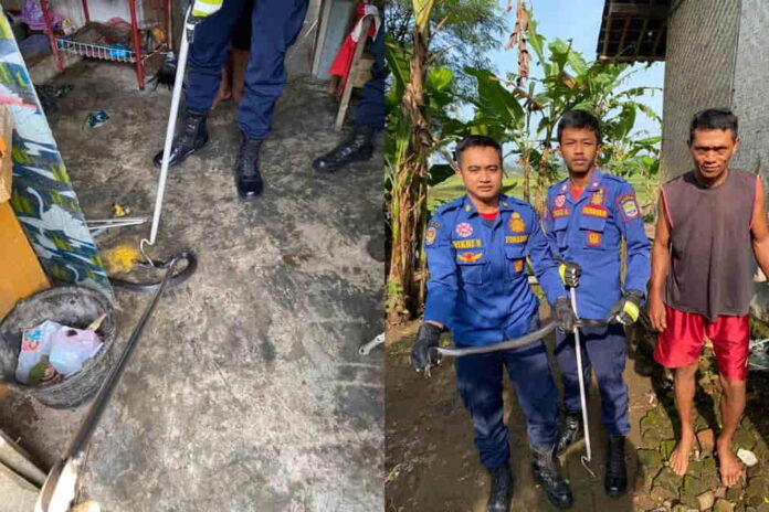 Ular Kobra sembunyi di Dapur