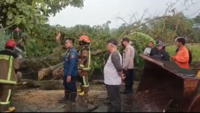 Pohon besar tumbang di Garut