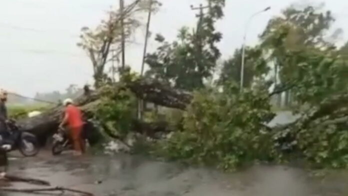 Pohon Trembesi Raksasa di Tasikmalaya Tumbang, Sempat Bikin Macet