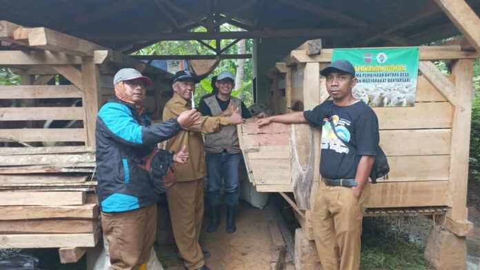 Tingkatkan Perekonomian Masyarakat, Pemdes Bantarsari Ciamis Kembangkan Peternakan Domba Garut