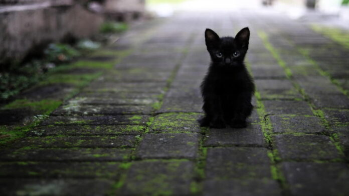 Arti Mimpi Kucing Hitam Menurut Islam