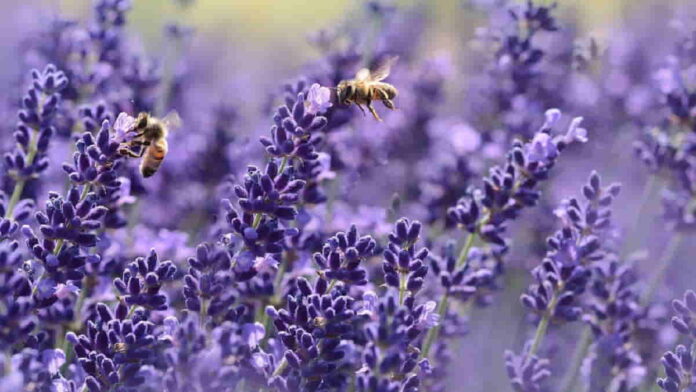 Fenomena Gurun Arab Saudi Jadi Ladang Lavender, Langka